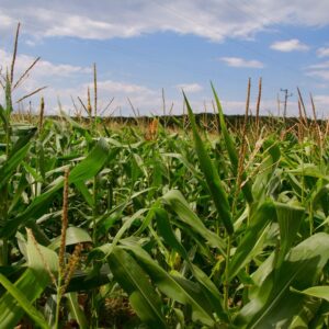 Corn Fields