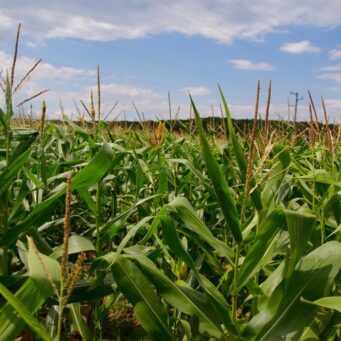 Corn Fields