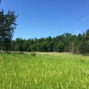 Prairies and Small Forests 02