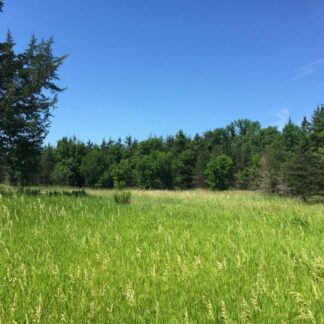 Prairies and Small Forests 02