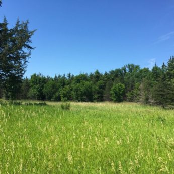 Prairies and Small Forests 02