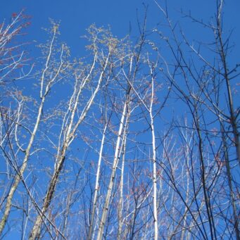 Young Forest in Spring