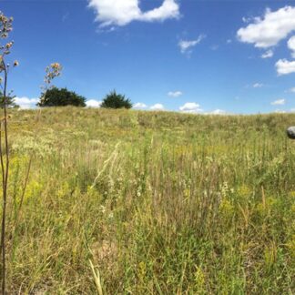 Grassland Prairies