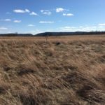 Prairie Wind Companion - Image 5