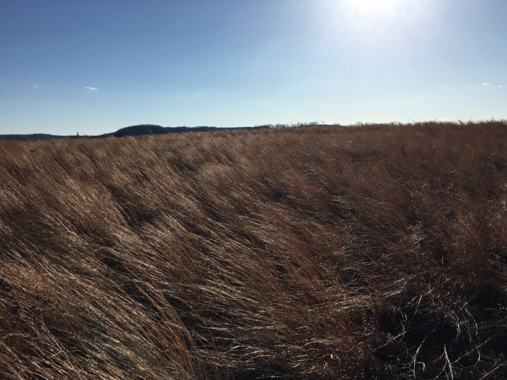 Prairie Wind Companion - Image 4