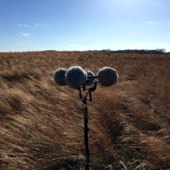 Prairie Wind Companion