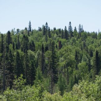 Superior National Forest